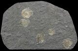 Dactylioceras Ammonite Cluster - Posidonia Shale #52909-1